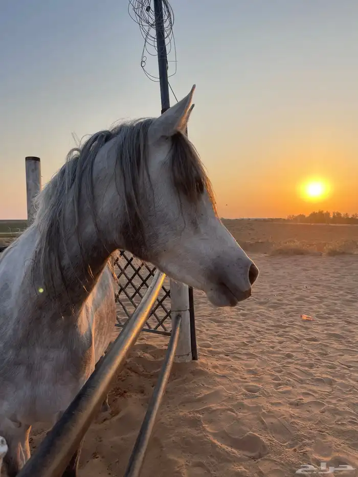 فرس شعبيه تنافس الواهو ماشاء الله تبارك الله 3