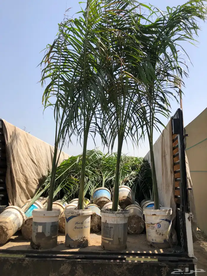 نخيل ملوكي نخيل جوز الهند نارجيل نخيل واشنطني 13