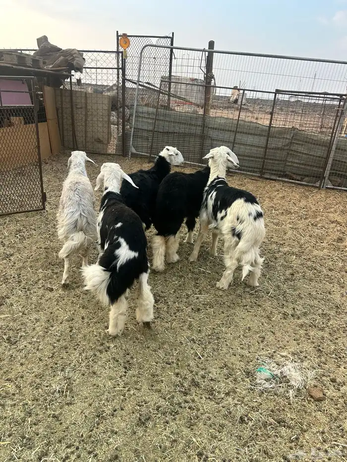 رخلين وثلاث خرفان 7 شهور شحم ونظاف مراح 1