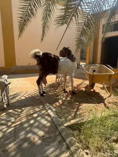 للبيع ماعز هولنديه صنف وجرم معها جفرتين index