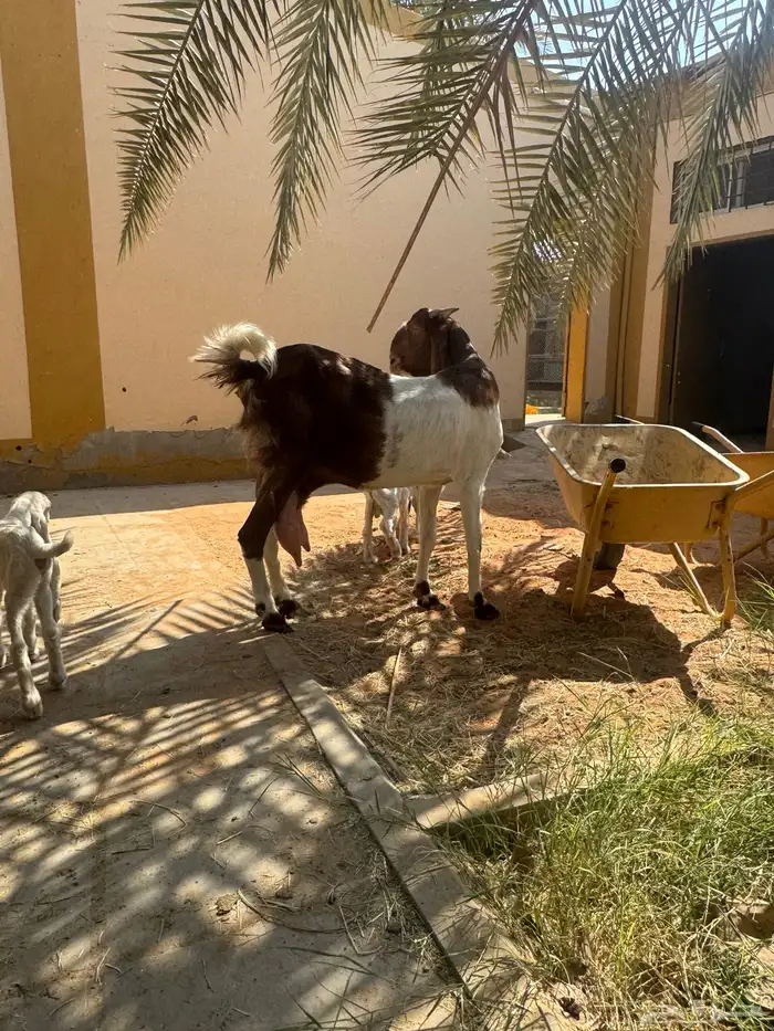 للبيع ماعز هولنديه صنف وجرم معها جفرتين 5