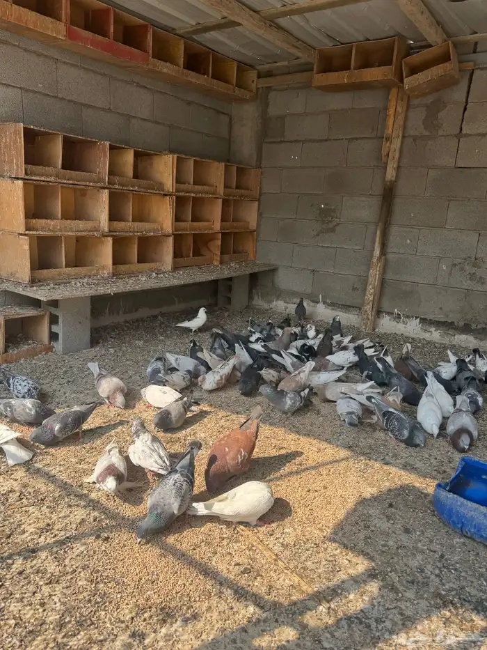 للبيع حمام 1