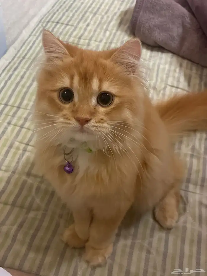 قط لبيع اكله ومكافاته واغراضه كاملة متعود التربوكس 0