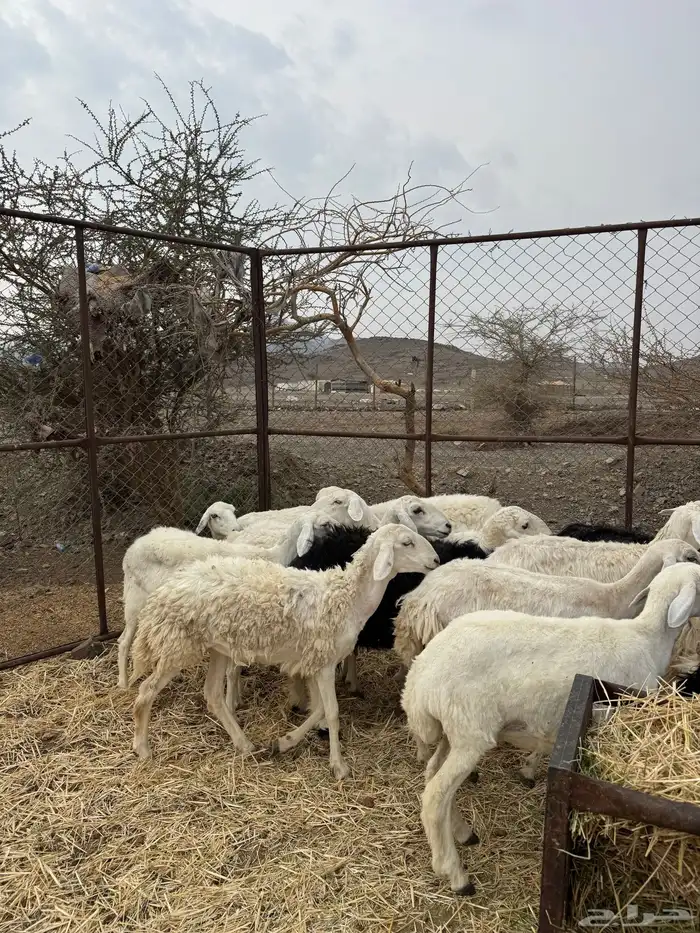 ضان ورخال حبص سرحة الحد 850 الي شرا الله يبارك له 0