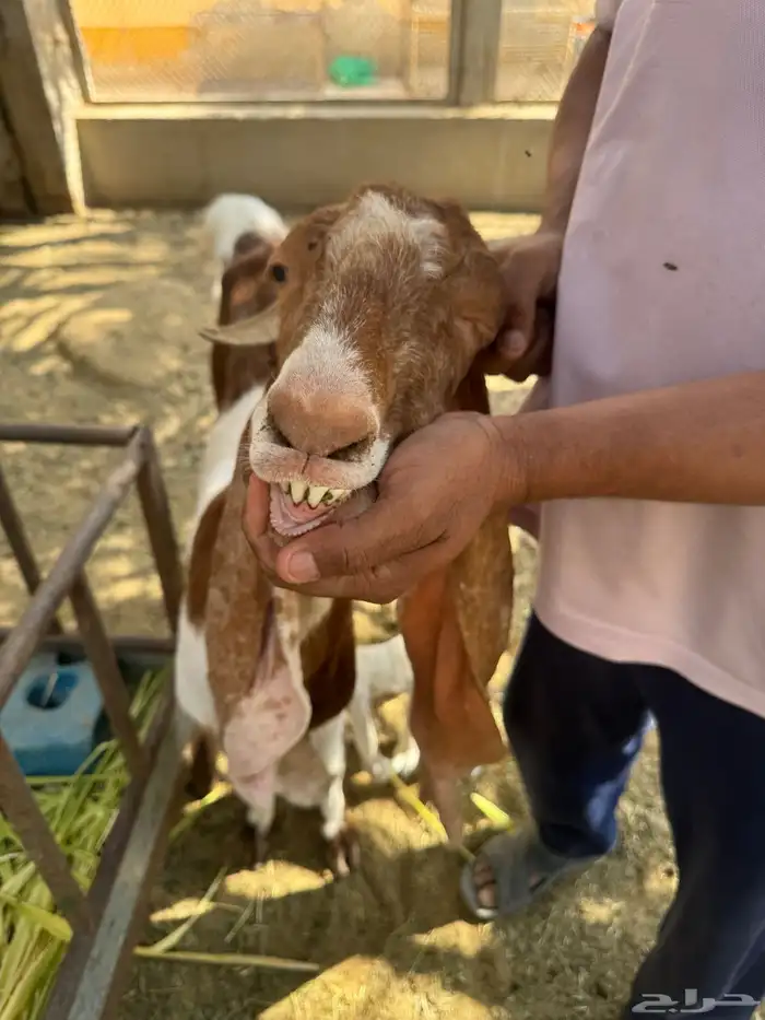 للبيع ماعز هولنديه صنف وجرم معها جفرتين 0