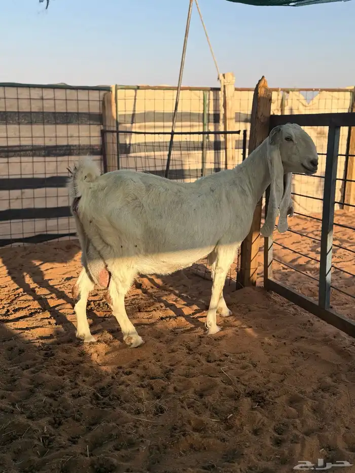 عنز مشروكه حاصب 0