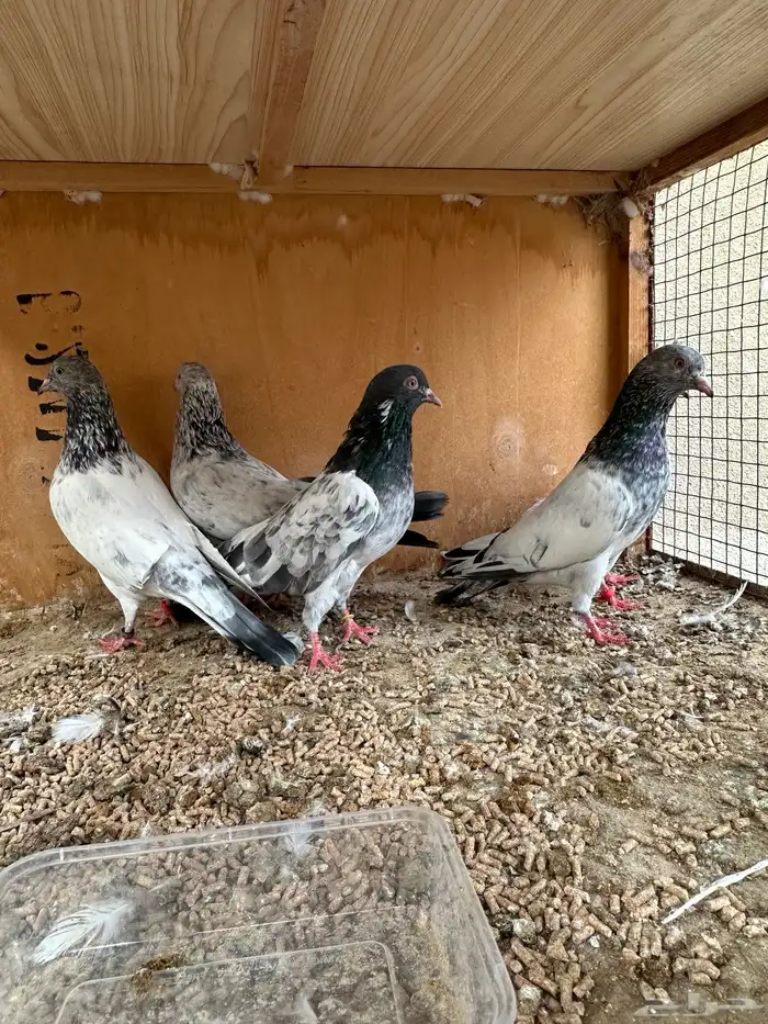 حمام باكستاني 17