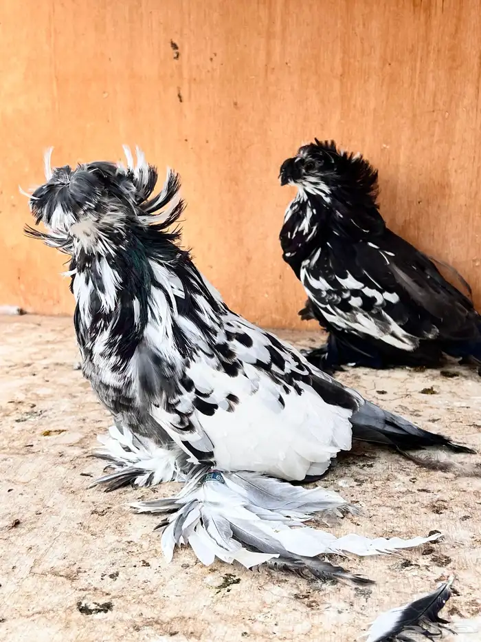 طبه بخارة سبلاش وتايقر 4