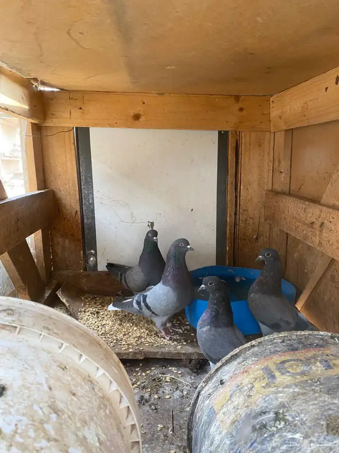 حمام قطايف (ازرق) 1