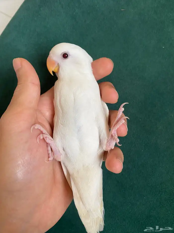 فروخ روز اليفه 5