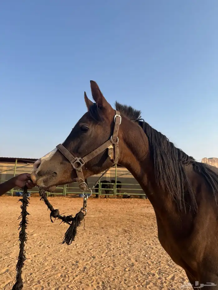 حصان مكس حفيد ابطال 4