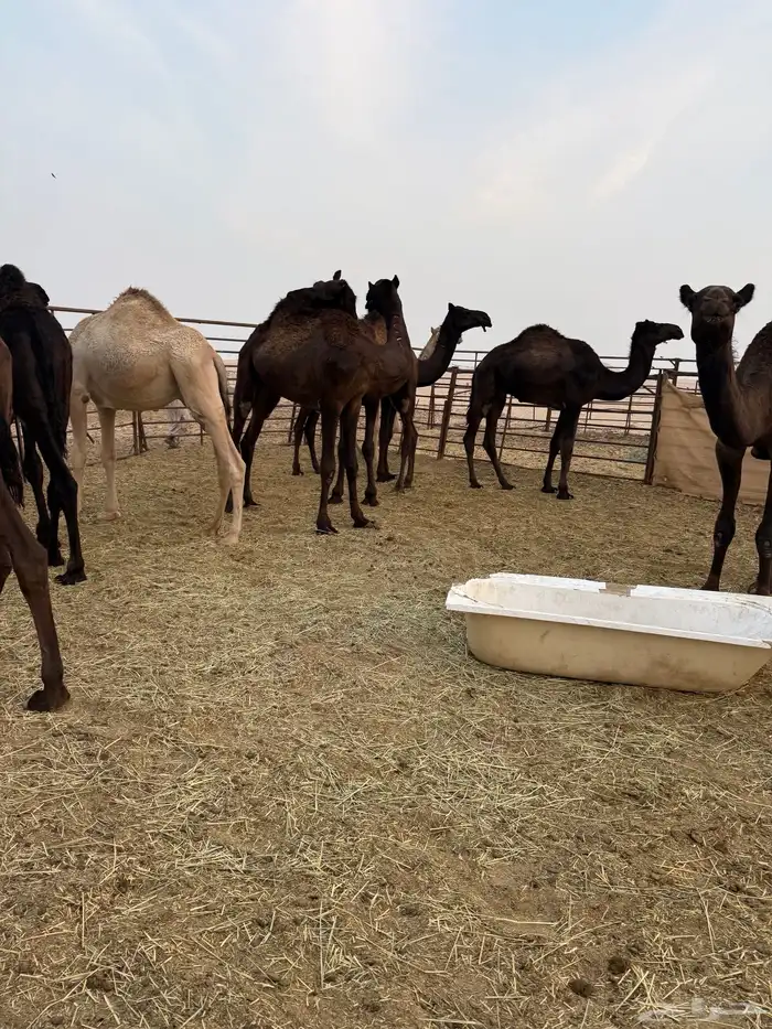 قعدان عمارها حول السنتين 4 قعدان 4