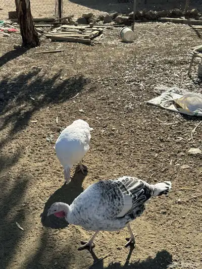 دجاج رومي index