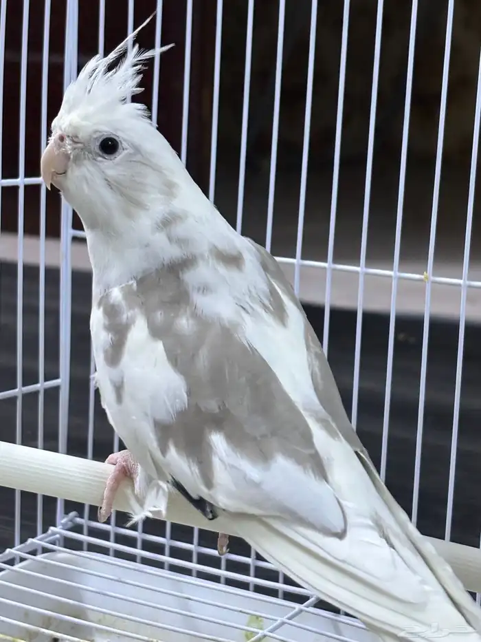 كروان هولندي 0