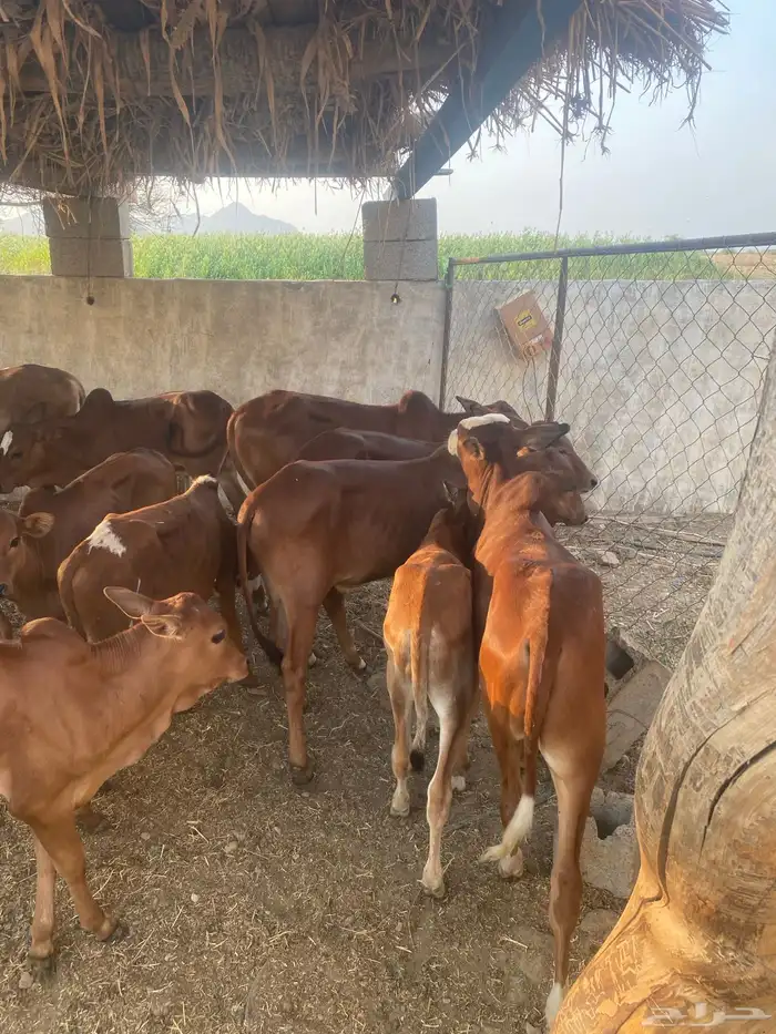 حسلان دهم بلدي 7