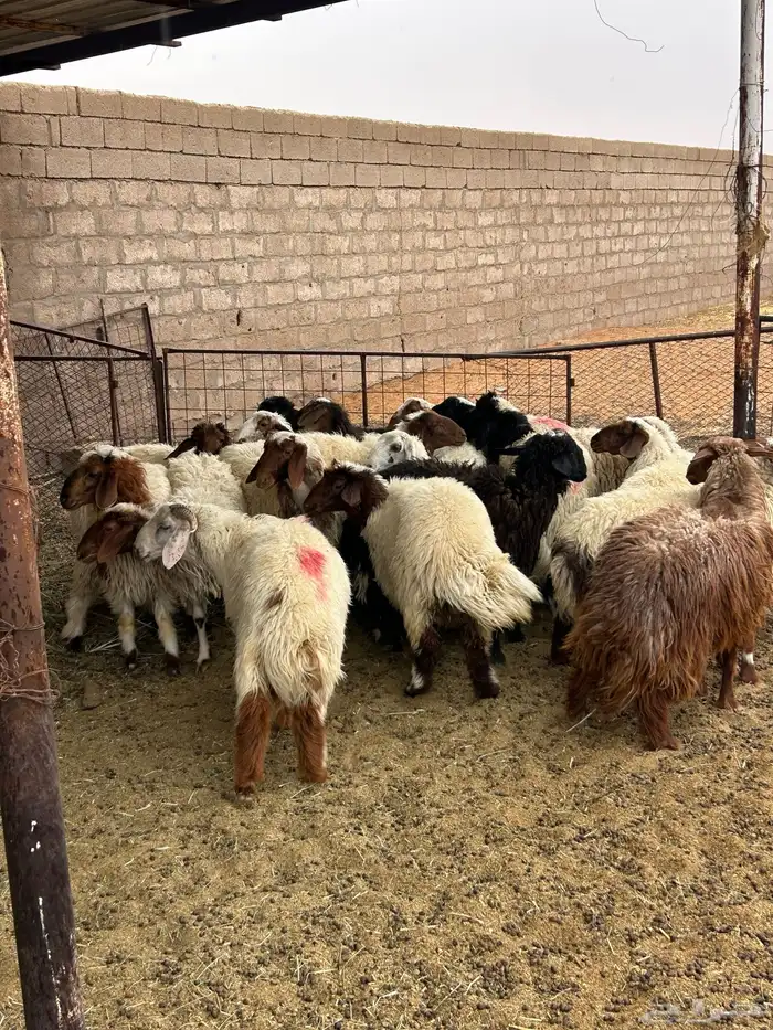 ذبايح خرفان ورخال 3