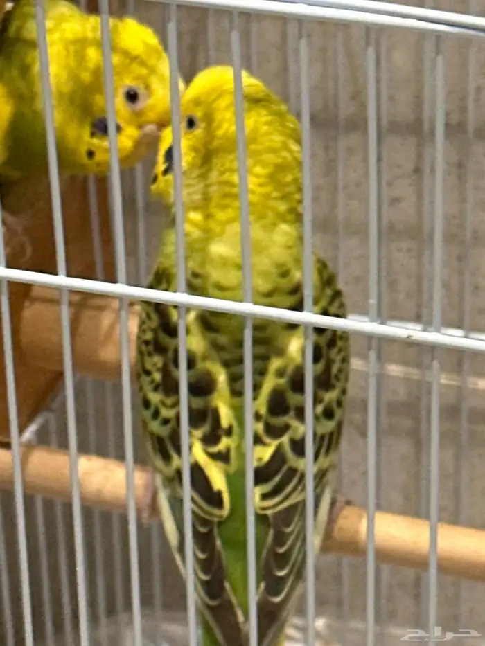 طيور بادجي 1