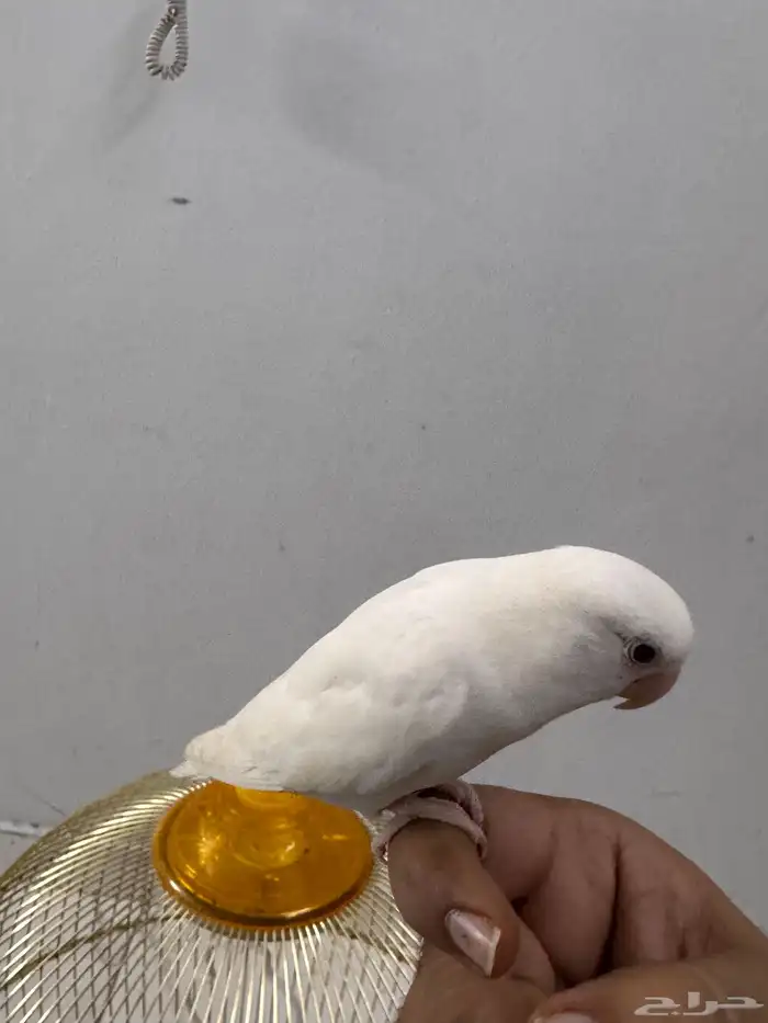 طاير الروز اليف و يطلع على اليد لحاله للبيع بدون قفص 2