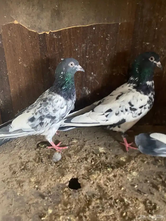 حمام باكستاني 5