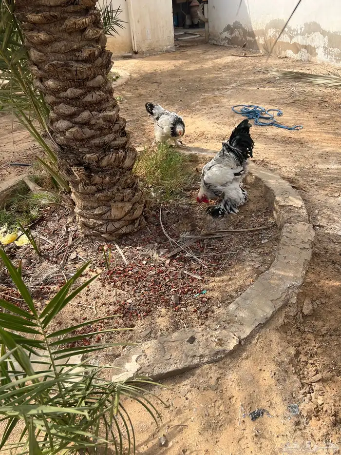 دجاج براهما 4