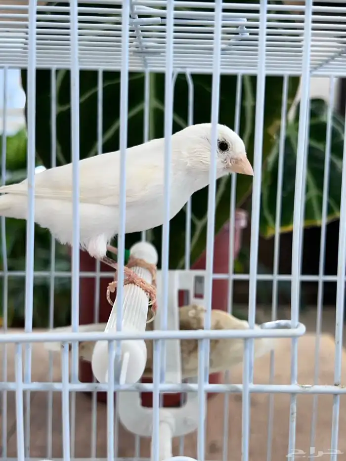 انثى كناري 10