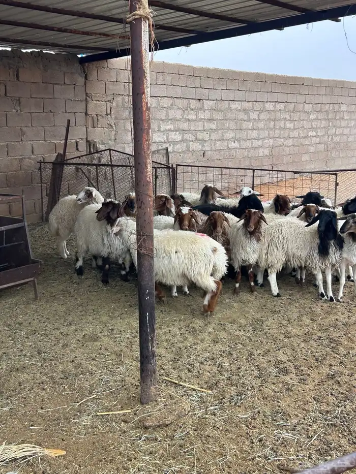 ذبايح خرفان ورخال 4