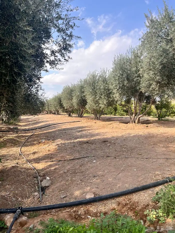 شجر زيتون كبير 1