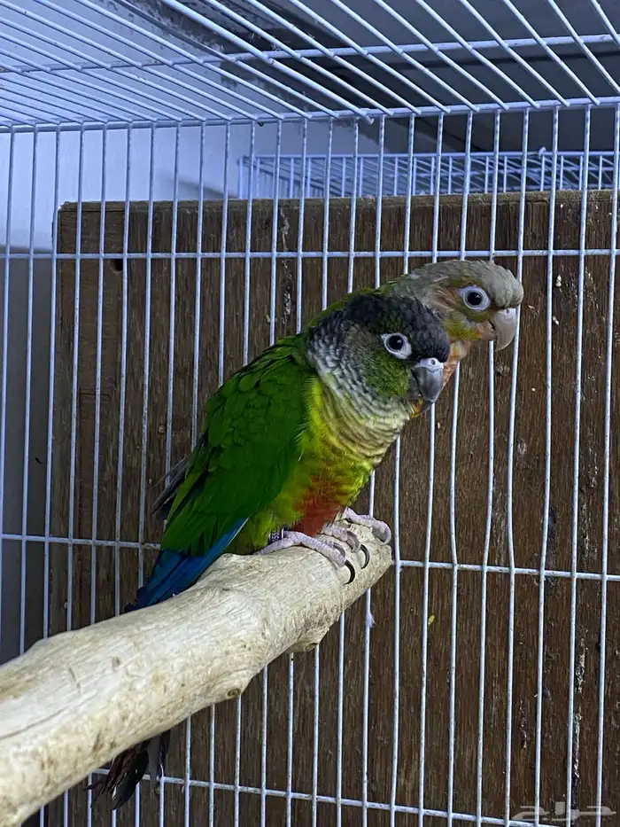 حوز كنيور جاهز 0