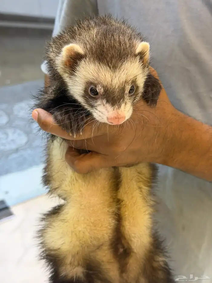 النمس الأوربي 0