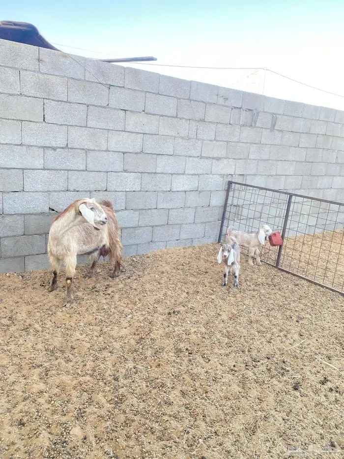 عنزوالد تحتها تيس وجفاره 2