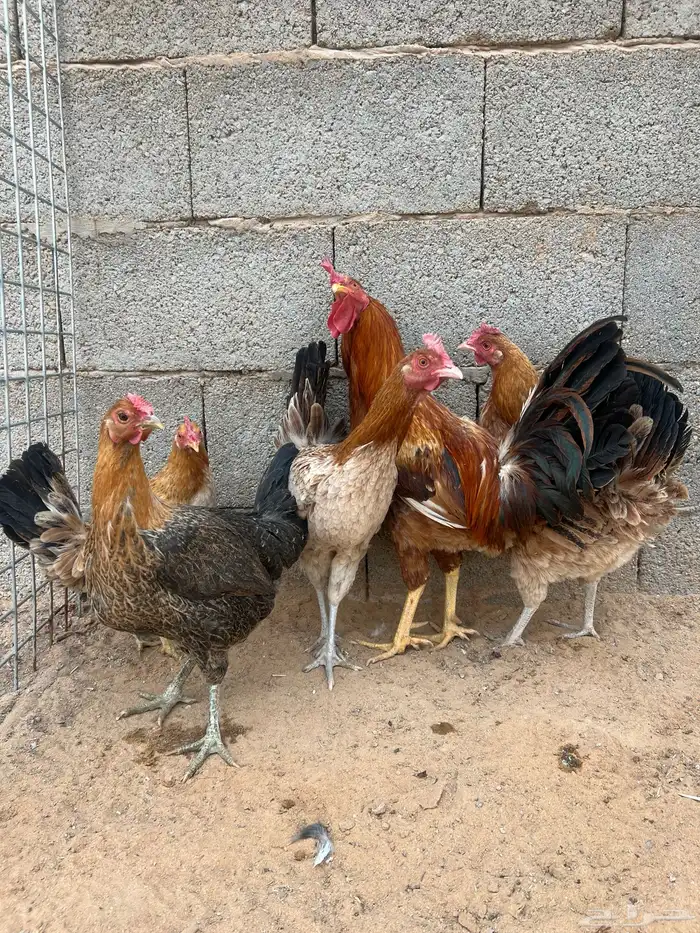 للبيع دجاج 3