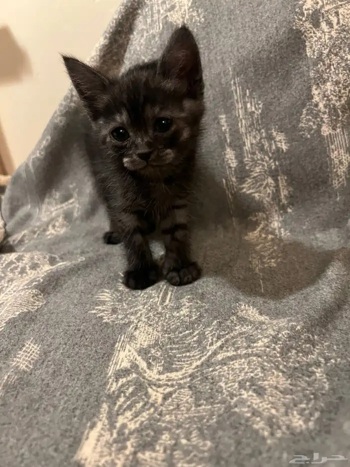 كتن شيرازي قطط للبيع مو للتبني هجين برتش 2