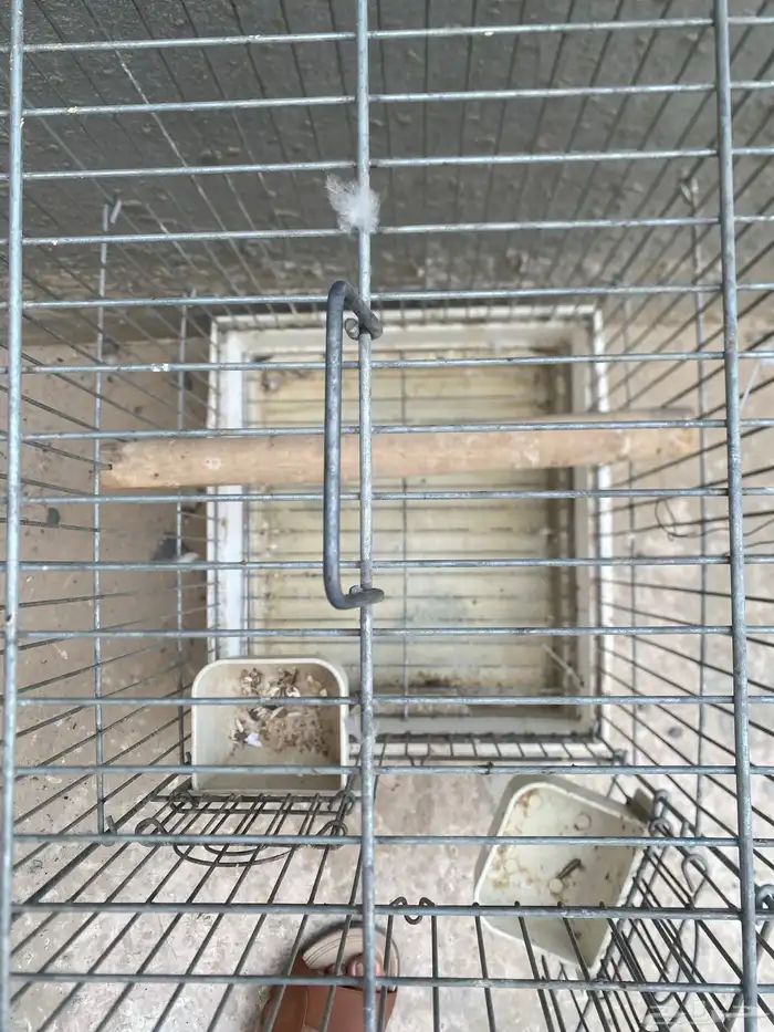 قفص درة او كاسو 2