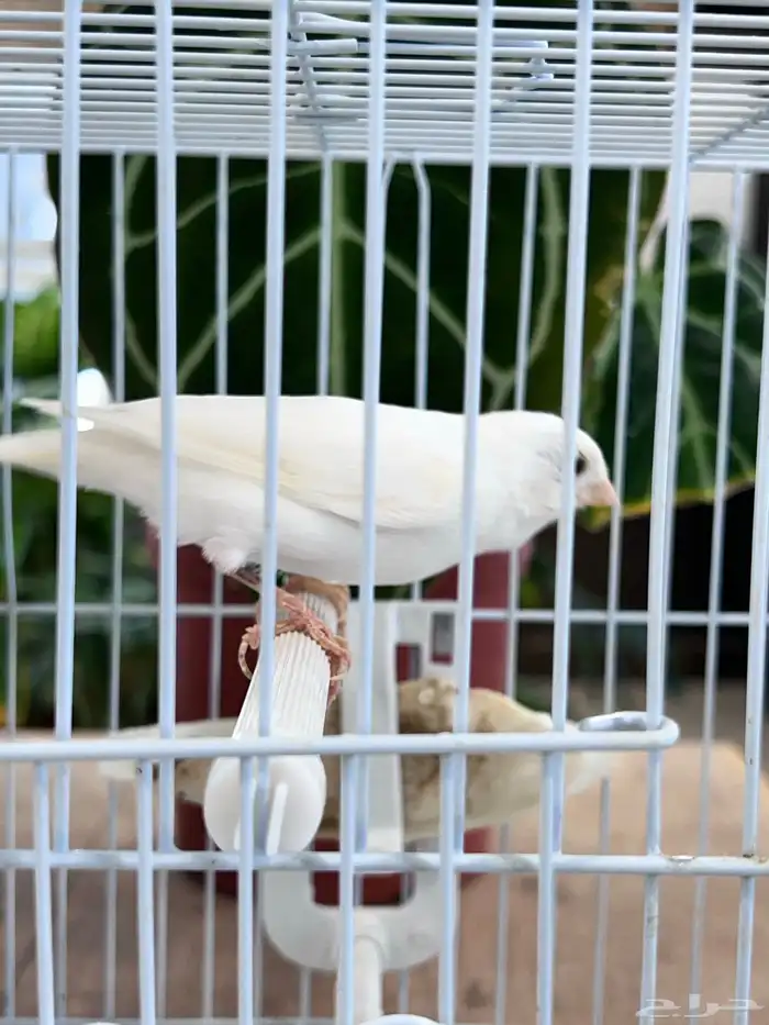 انثى كناري 7