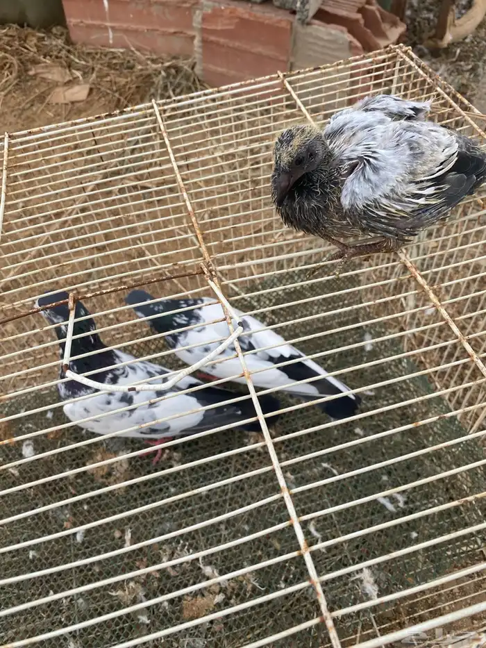 حمام باكستاني 3