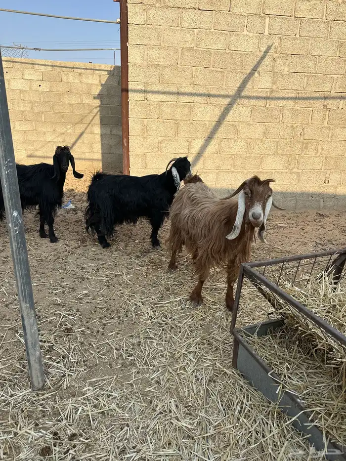 معزا دفيع حصيب 1