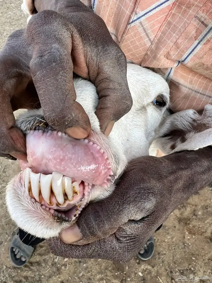 حريات وليد ودفيع 13