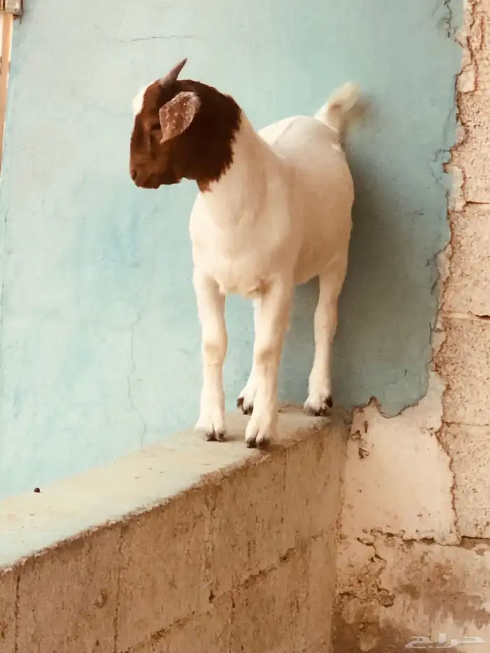 تيوس بورقت هجين عدد اثنين 0