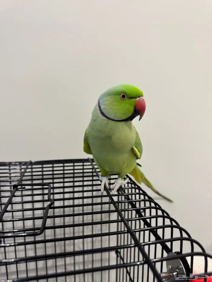 دره هندي اليف 0