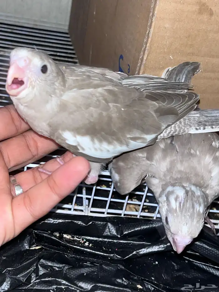 فروخ كروان 2