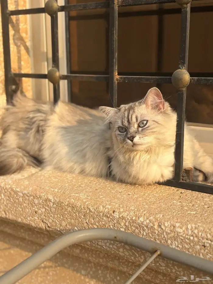 قطط ذكر و 2 انثى للتبني كلهم 5