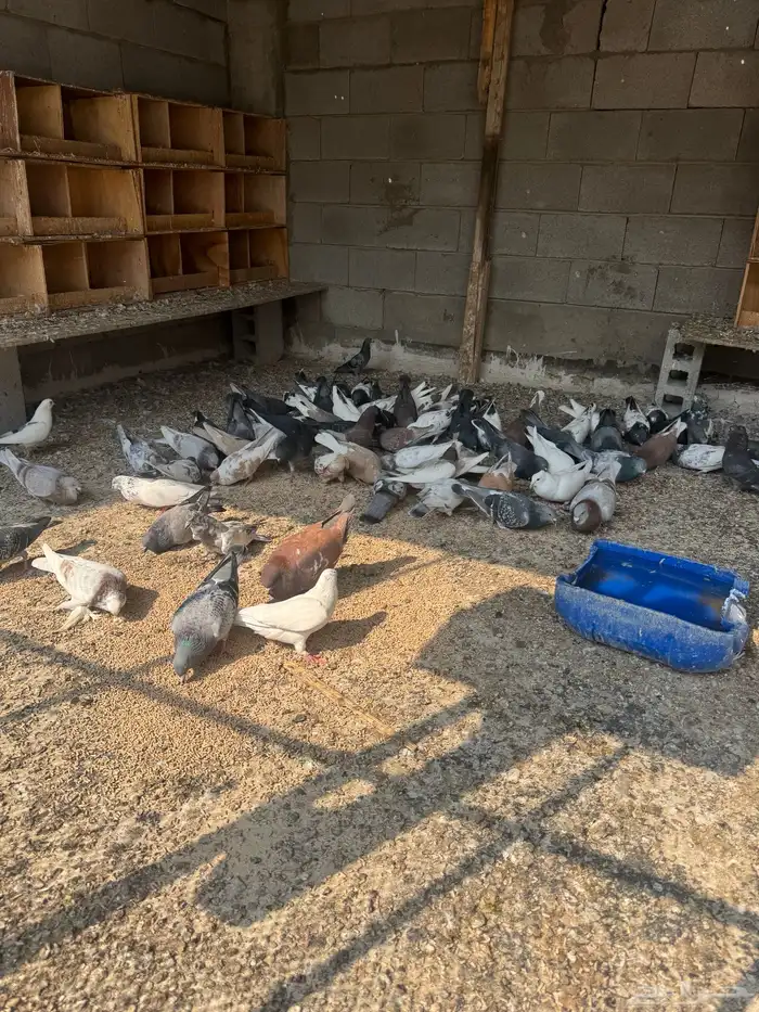 للبيع حمام 2