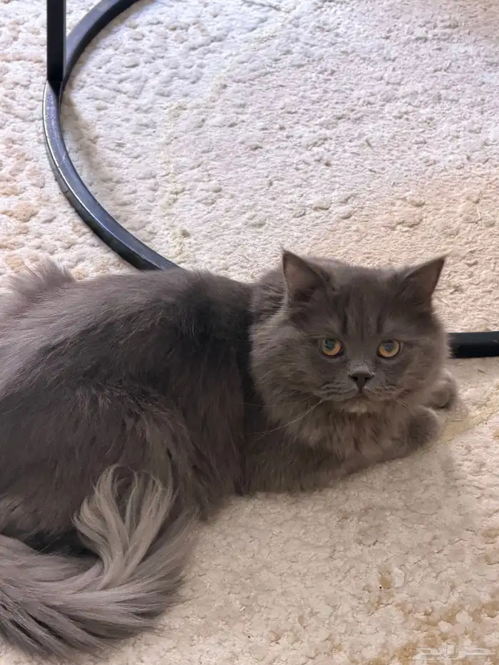 قط لتبني ذكر 2