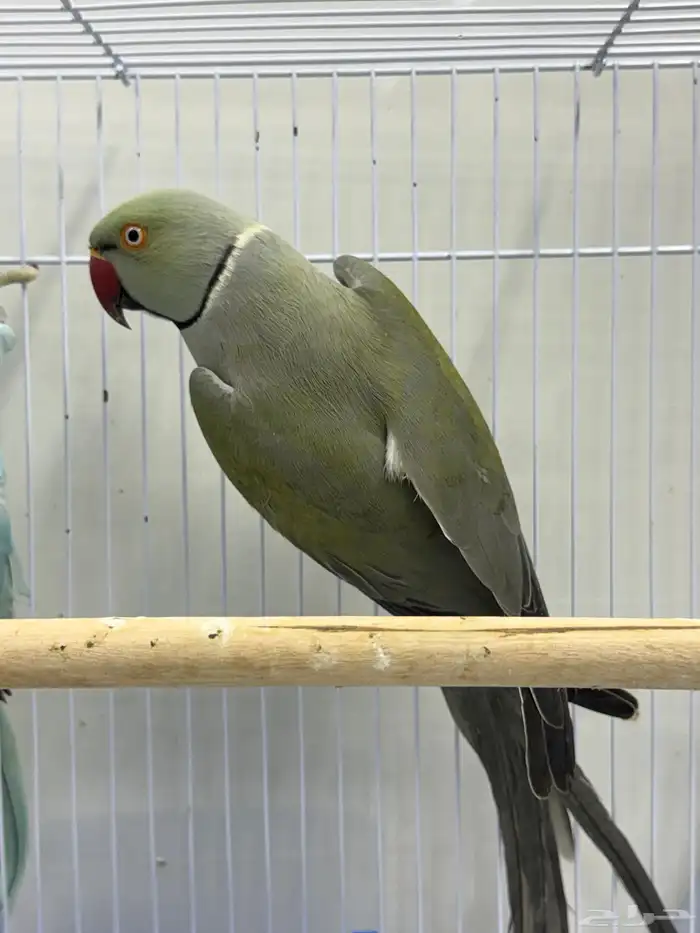 دره هولندي 8