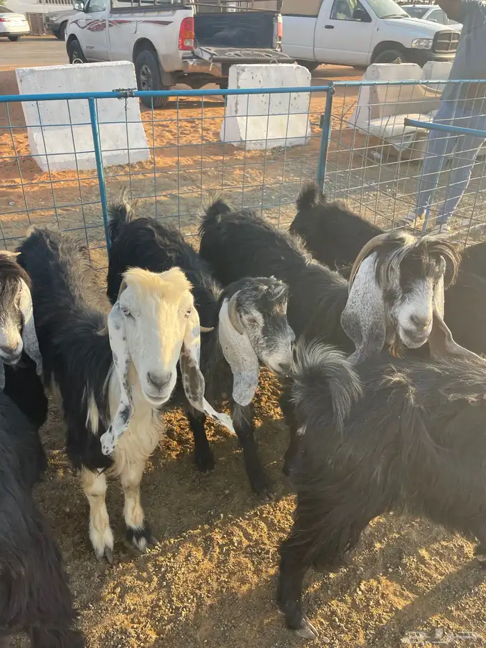 معزاء عدد 9 0