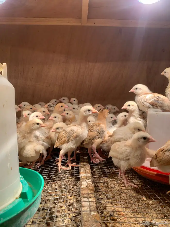 صوص دجاج بلدي العمر 15 تقريبآ 0