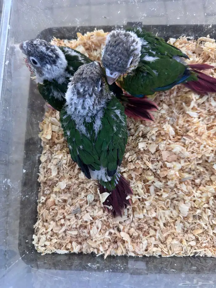 فروخ كنيور (((غر))) 0