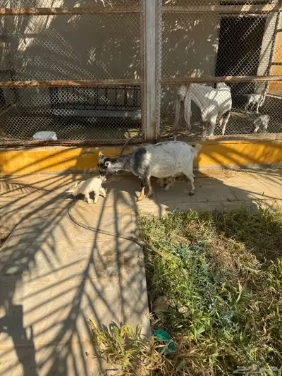 ماعز قزمية معها حفرتين عنقان index