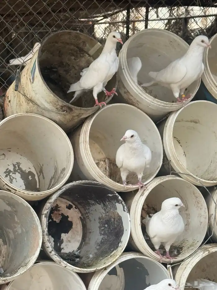 حمام فرنسي   سلفر 1