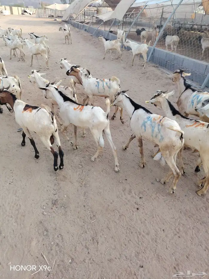 تيوس جذعان جملة وتفريد 2